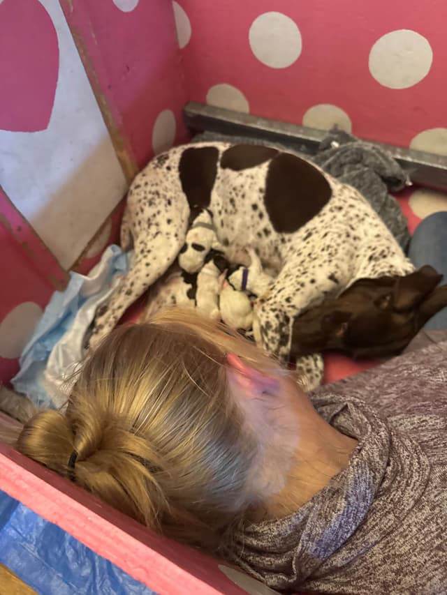 German Shorthaired Pointer Puppies media 2