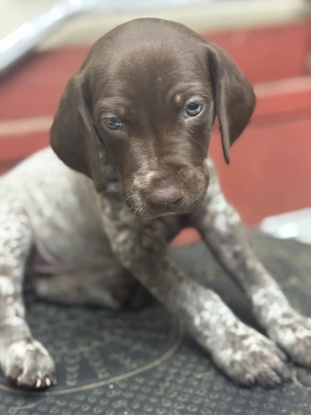 German Shorthaired Pointer Puppies media 16