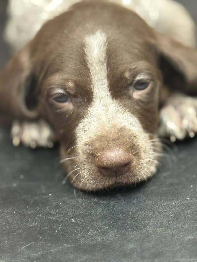 German Shorthaired Pointer Puppies media 17