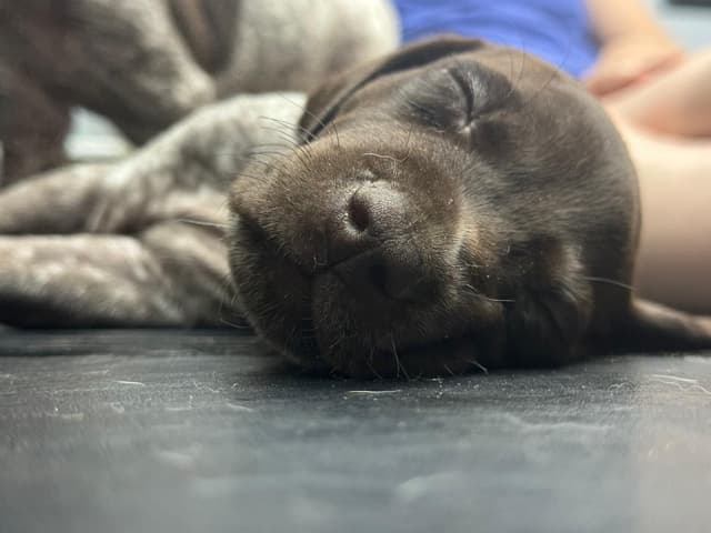 German Shorthaired Pointer Puppies media 18