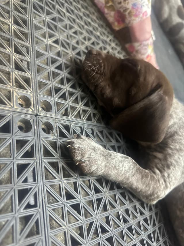 German Shorthaired Pointer Puppies media 19