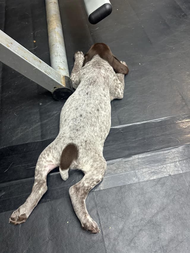 German Shorthaired Pointer Puppies media 21