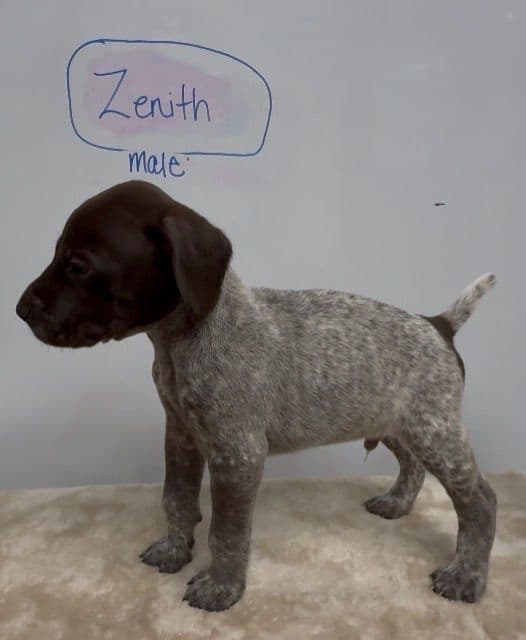 German Shorthaired Pointer Puppies media 22