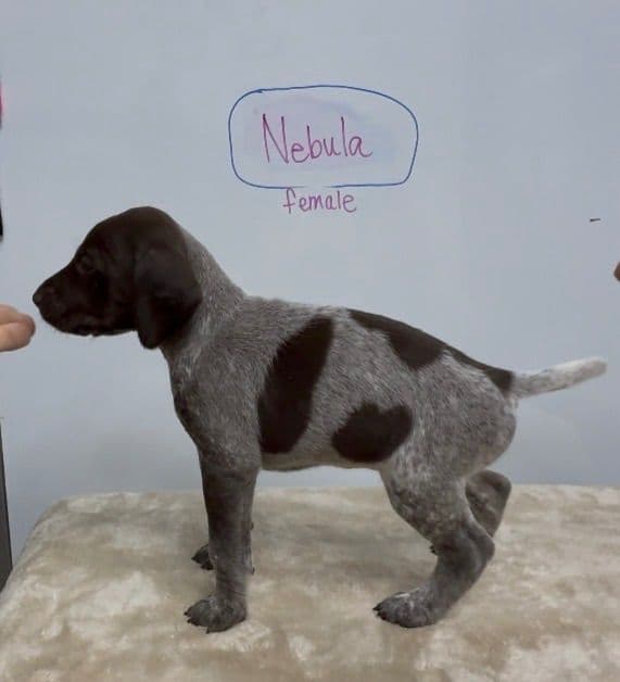 German Shorthaired Pointer Puppies media 23