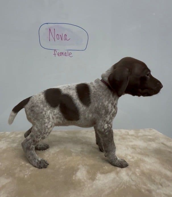 German Shorthaired Pointer Puppies media 24