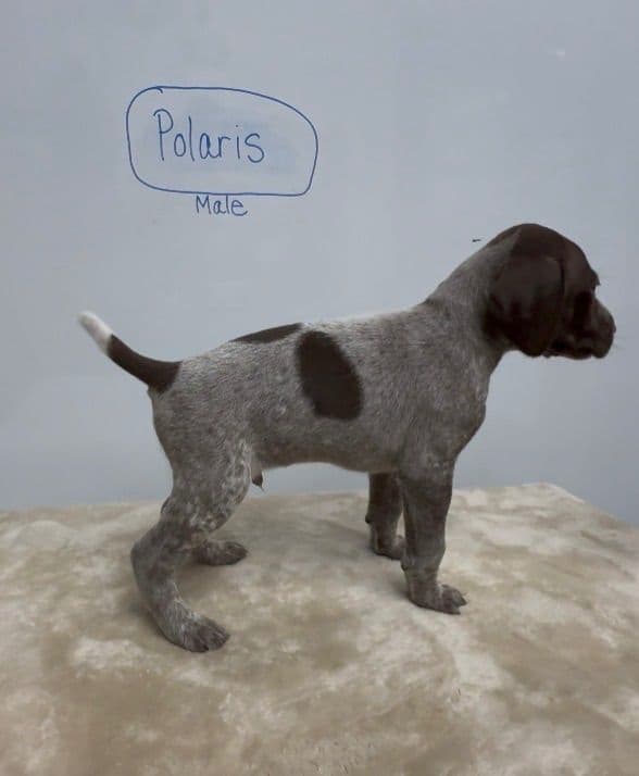 German Shorthaired Pointer Puppies media 27