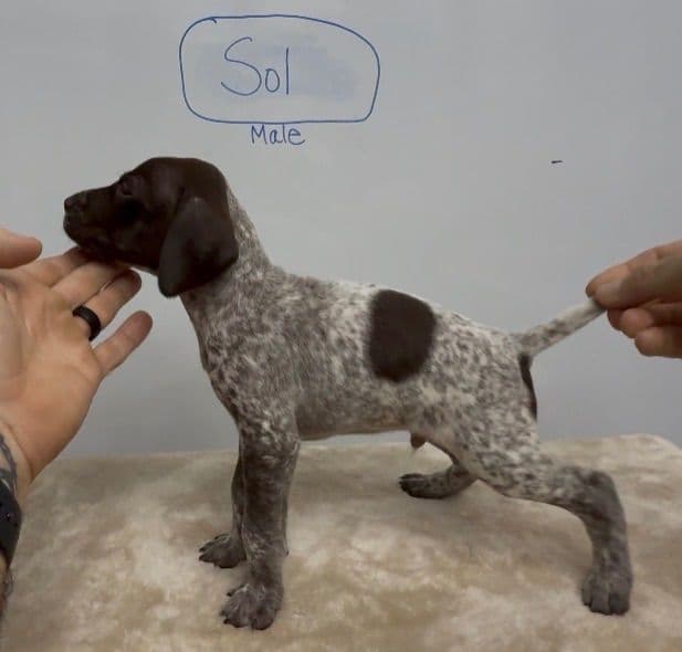 German Shorthaired Pointer Puppies media 28