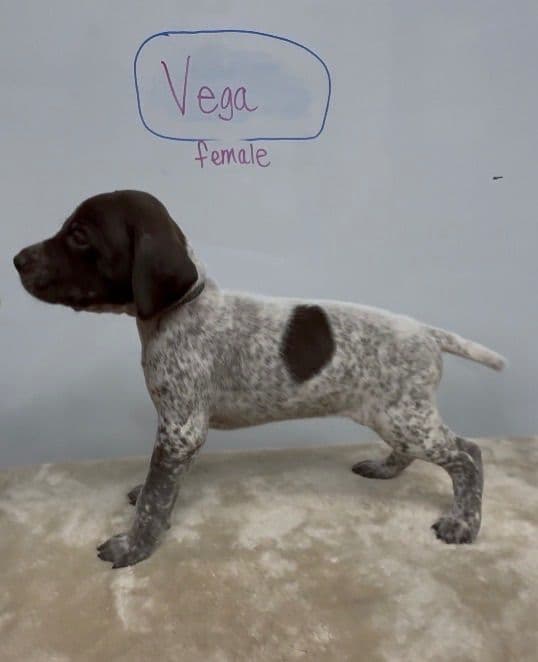 German Shorthaired Pointer Puppies media 26