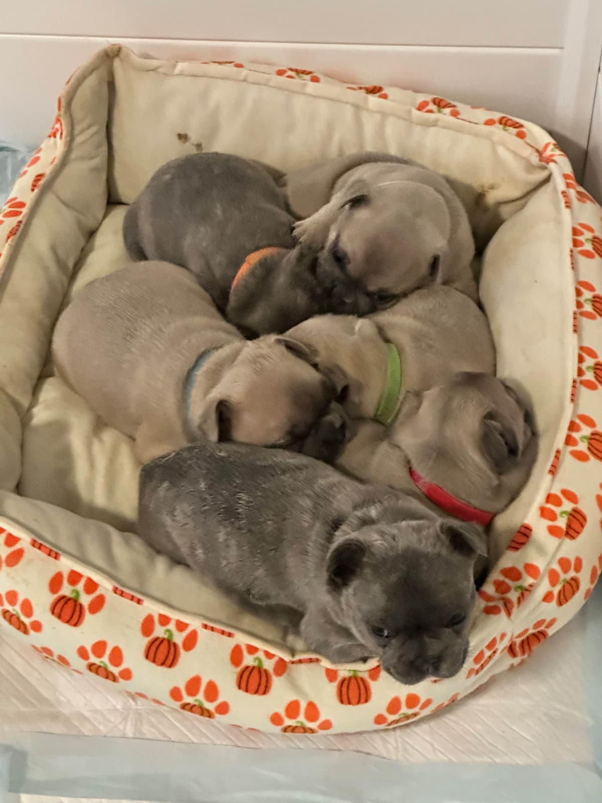 French Bulldog Puppy - Male Brindle Available breeder image 1