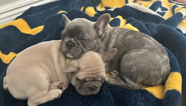 French Bulldog Puppy - Male Brindle Available media 2