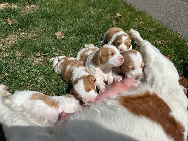 Brittany Puppies media 4