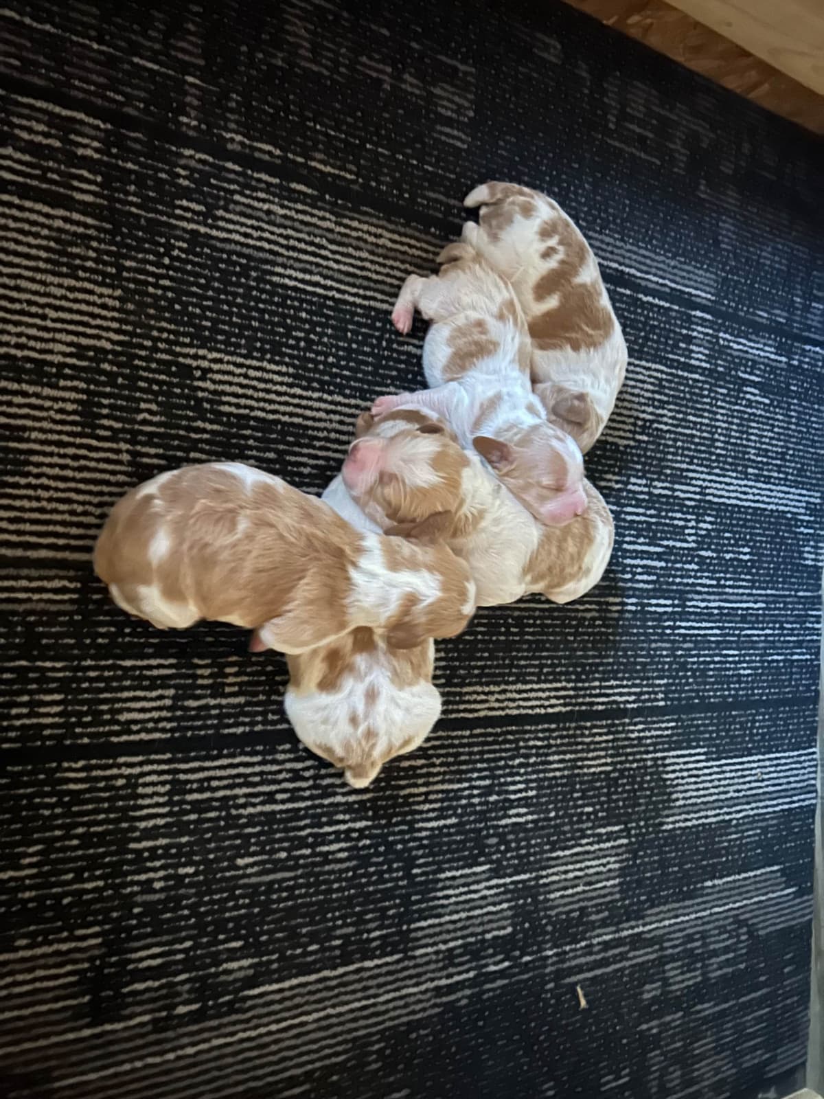 Brittany Puppies breeder image 3