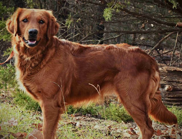 Golden Retriever Puppies media 9