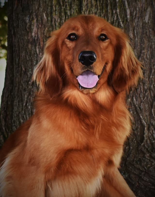 Golden Retriever Puppies media 10