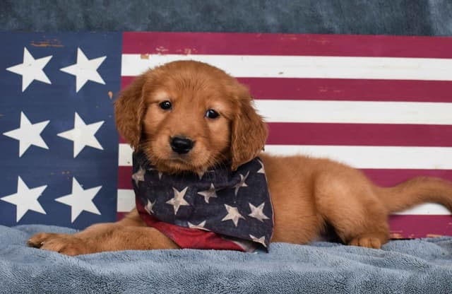 Golden Retriever Puppies media 2