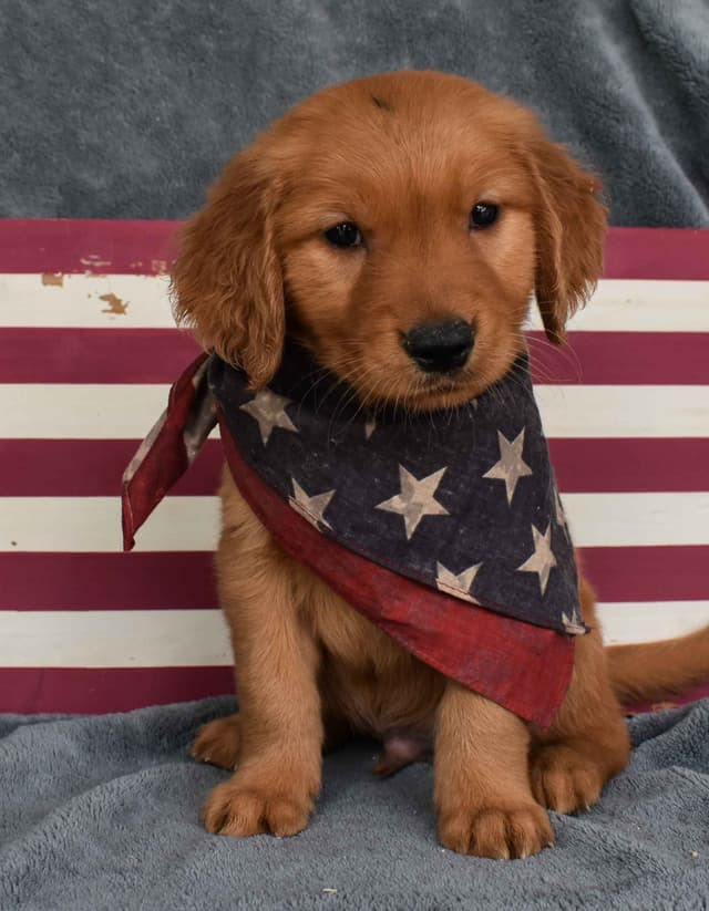 Golden Retriever Puppies media 5