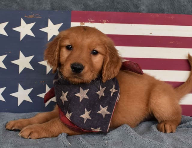 Golden Retriever Puppies media 6