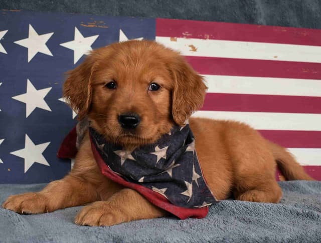 Golden Retriever Puppies media 8