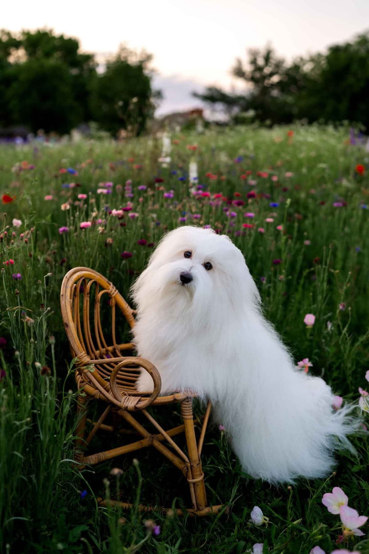 Coton de Tulear Puppies breeder image 1