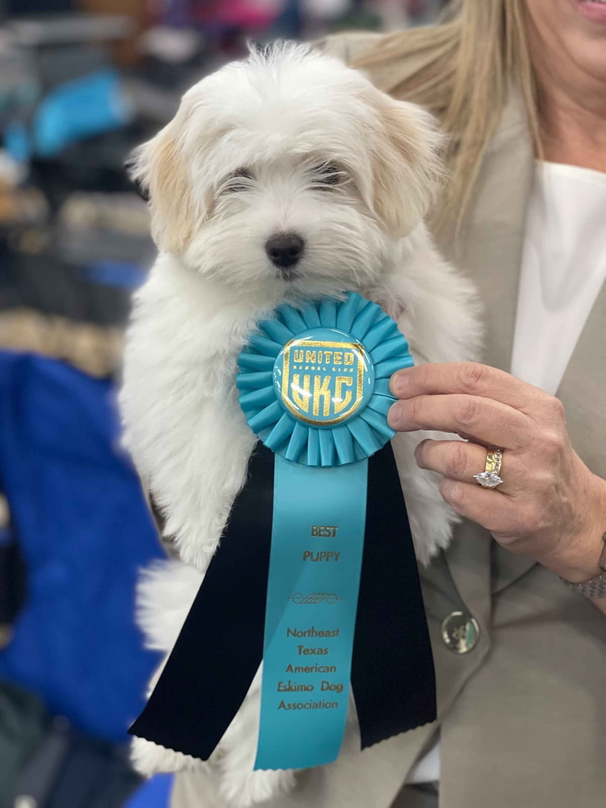 Coton de Tulear Puppies breeder image 6