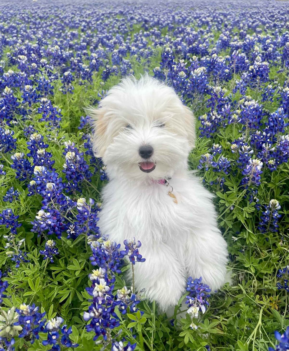 Coton de Tulear Puppies breeder image 7