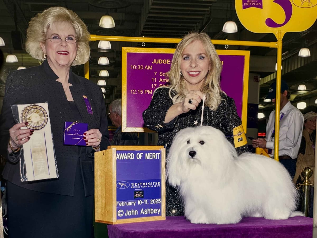 Coton de Tulear Puppies breeder image 2