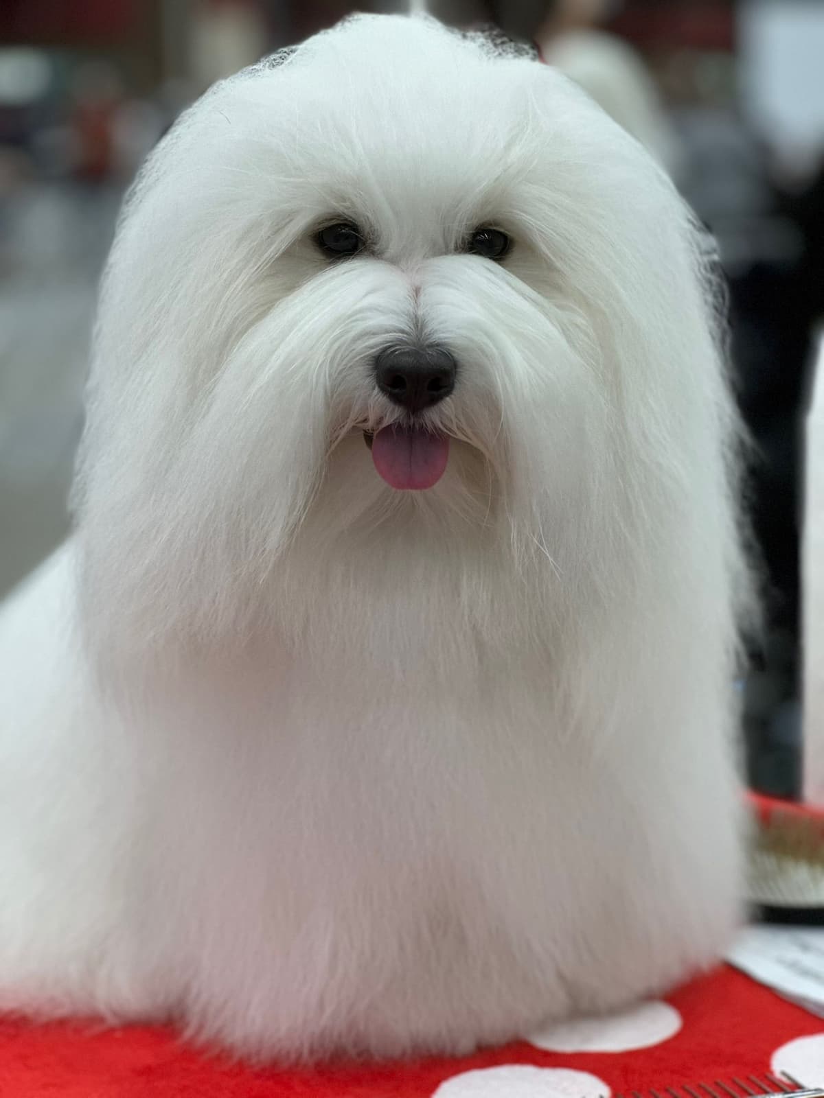 Coton de Tulear Puppies breeder image 9