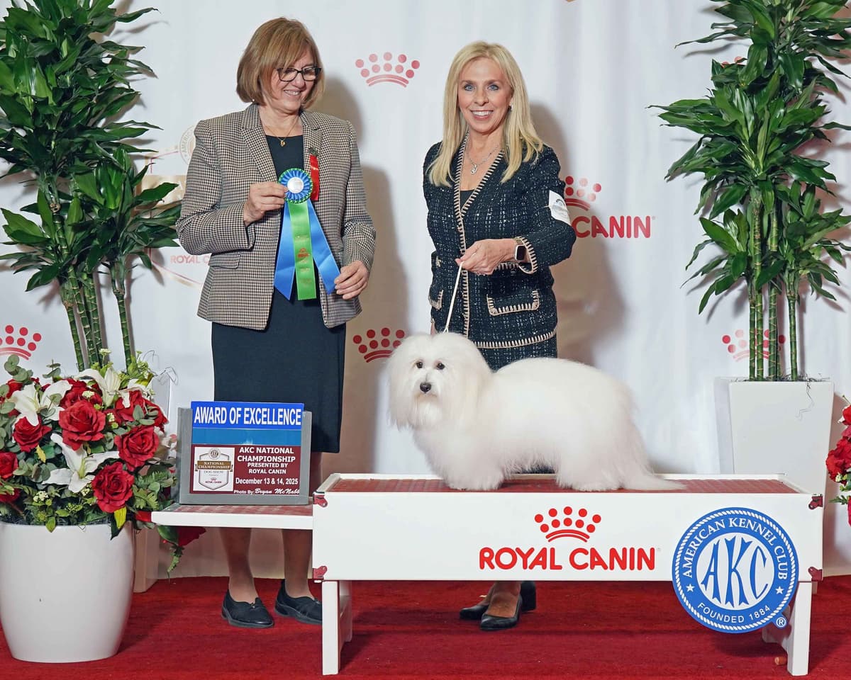 Coton de Tulear Puppies breeder image 8