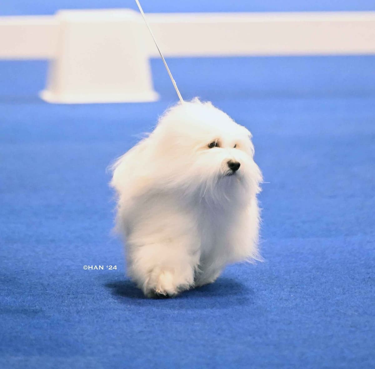 Coton de Tulear Puppies breeder image 13