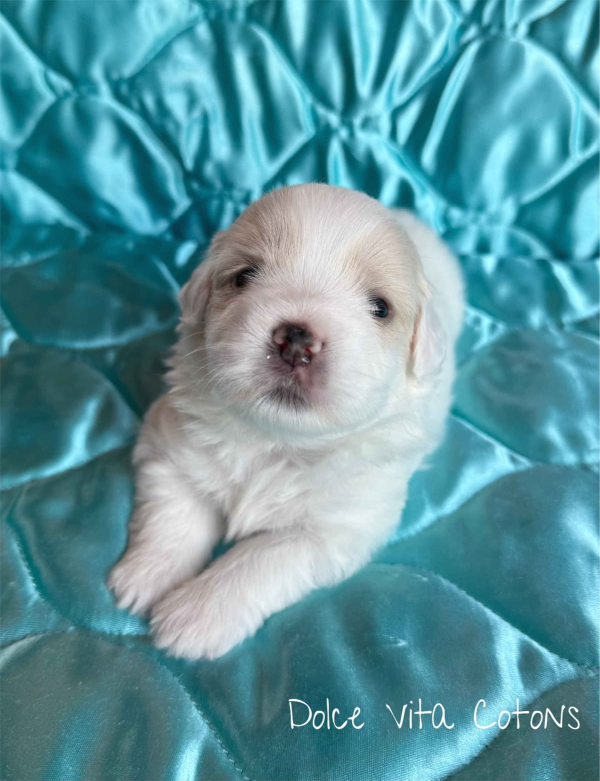 Coton de Tulear Puppies breeder image 3
