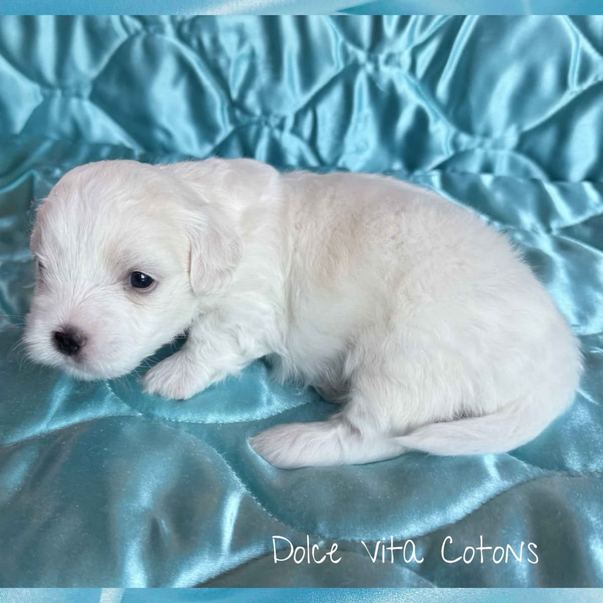 Coton de Tulear Puppies breeder image 4