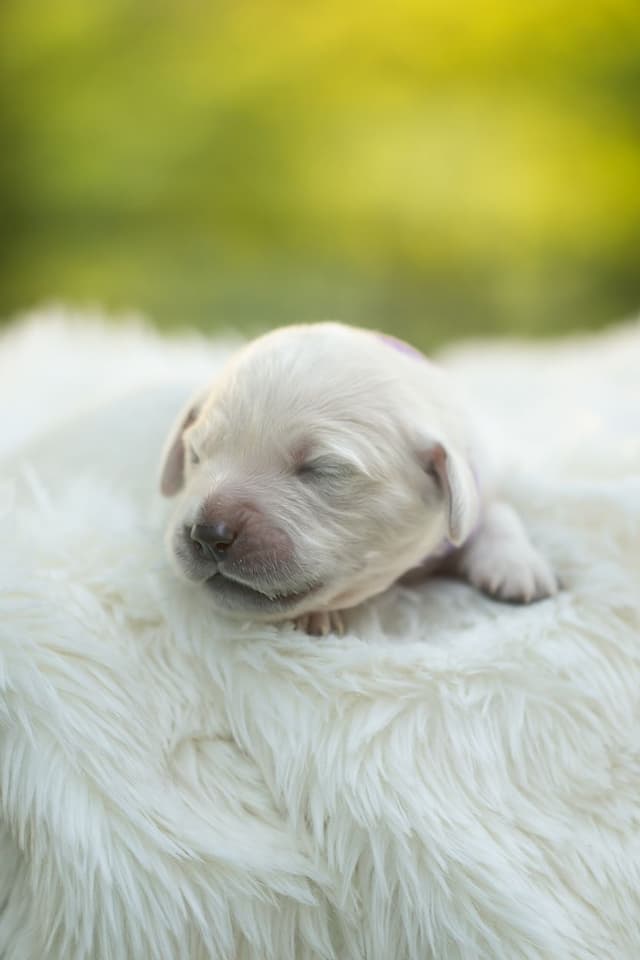 English Cream Golden Retrievers media 10
