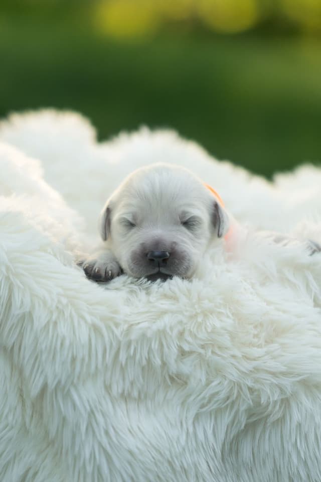 English Cream Golden Retrievers media 6