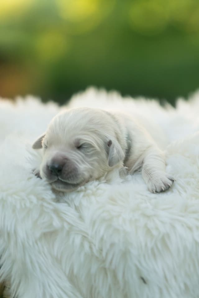 English Cream Golden Retrievers media 2