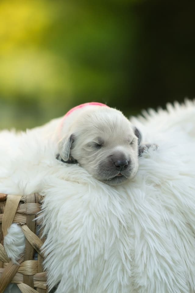 English Cream Golden Retrievers media 3