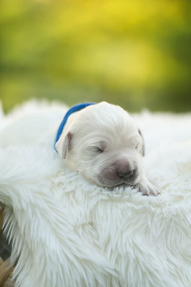 English Cream Golden Retrievers media 8