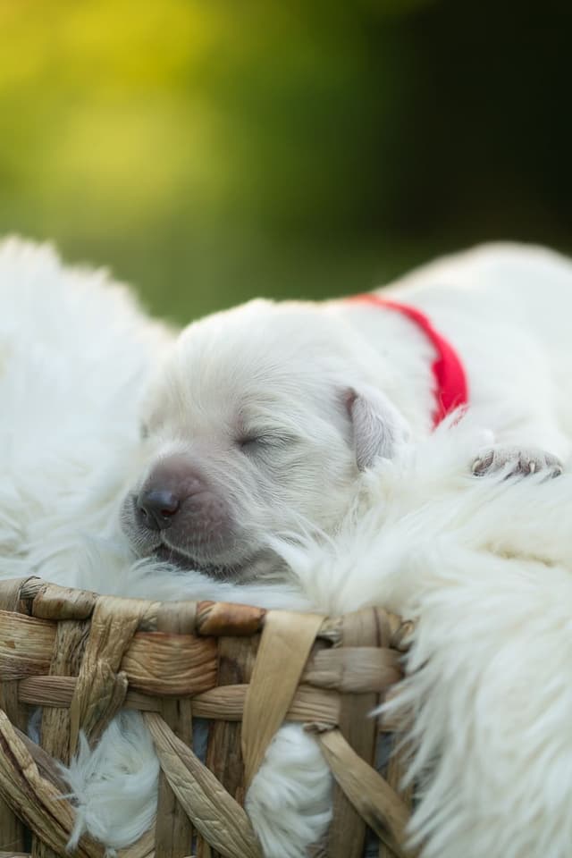 English Cream Golden Retrievers media 7