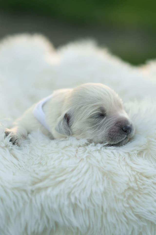 English Cream Golden Retrievers media 4