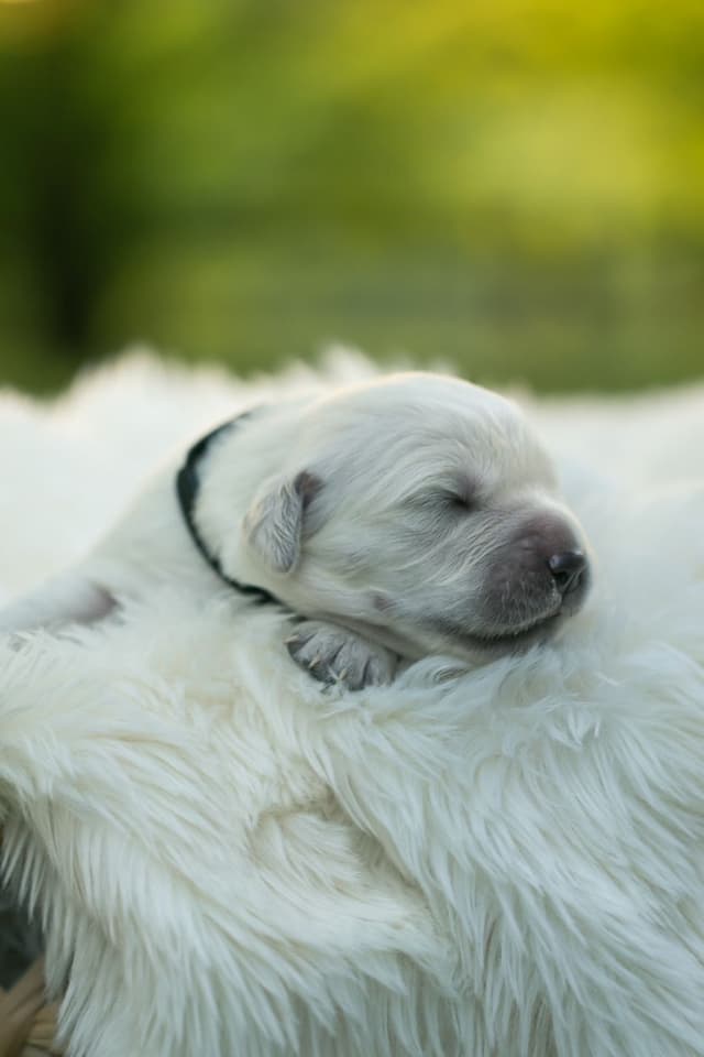 English Cream Golden Retrievers media 9