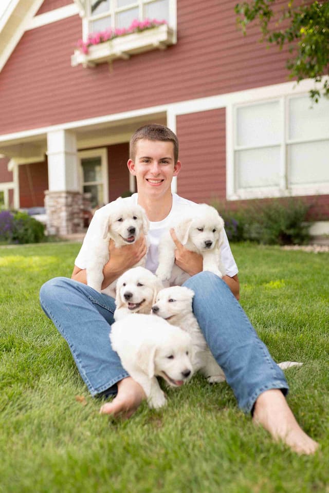 English Cream Golden Retrievers media 15
