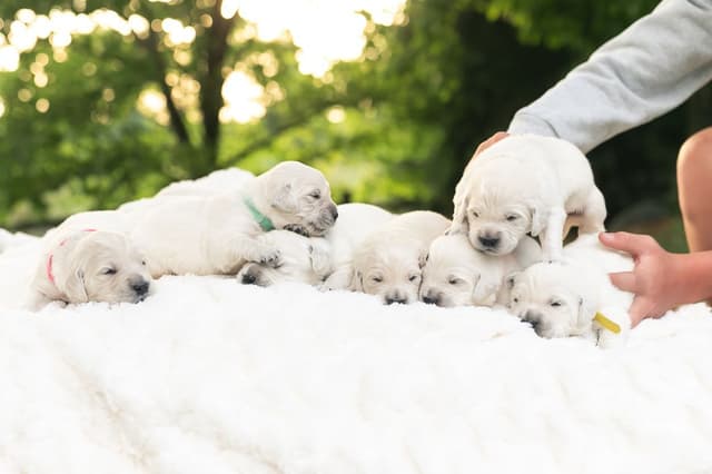 English Cream Golden Retrievers media 16