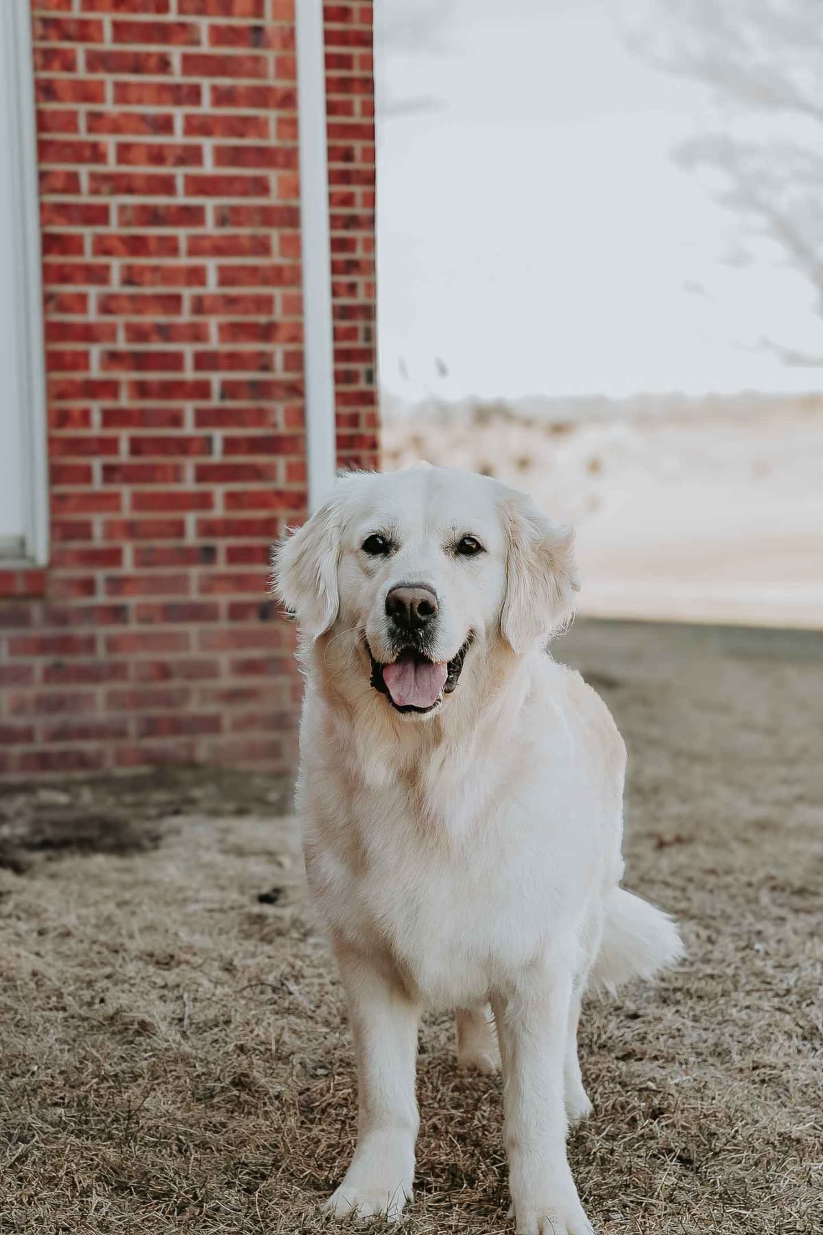 English Cream Golden Retrievers breeder image 1