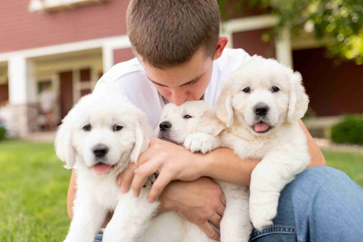 English Cream Golden Retrievers breeder image 2