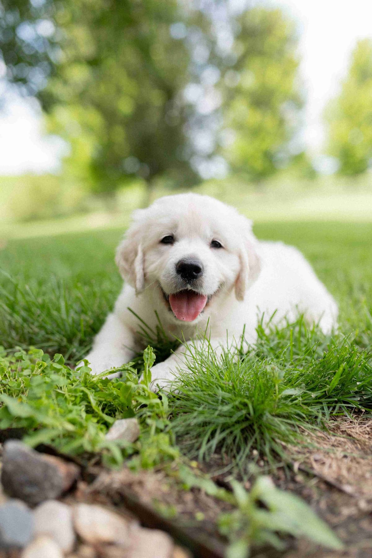 English Cream Golden Retrievers breeder image 3
