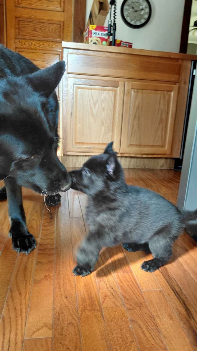 Black German Shepherd Dog Puppies media 3