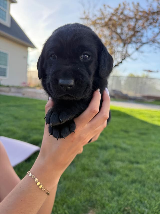 Labrador Retriever Puppies media 2