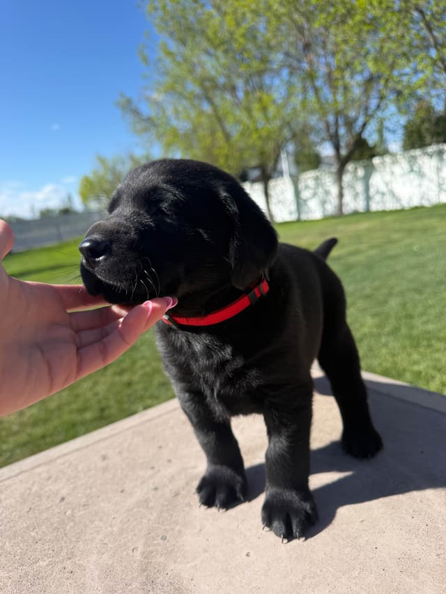 Labrador Retriever Puppies media 3
