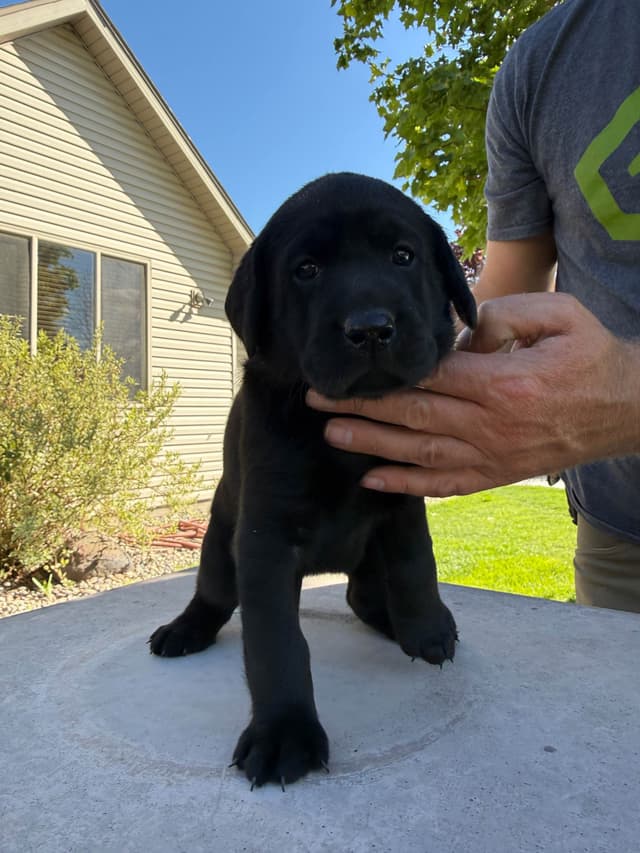 Labrador Retriever Puppies media 4
