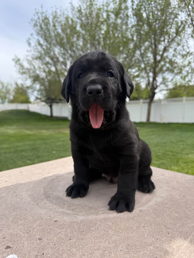 Labrador Retriever Puppies media 5