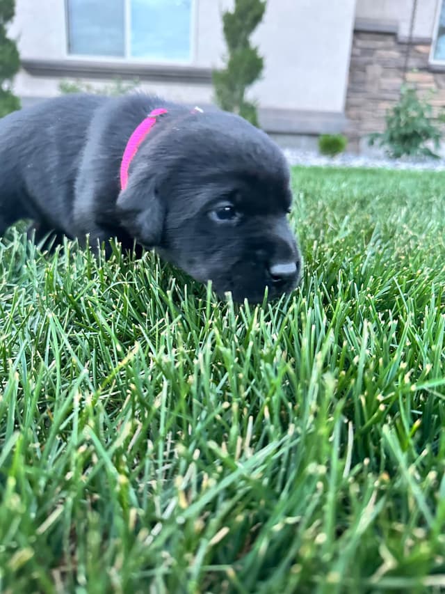 Labrador Retriever Puppies media 6